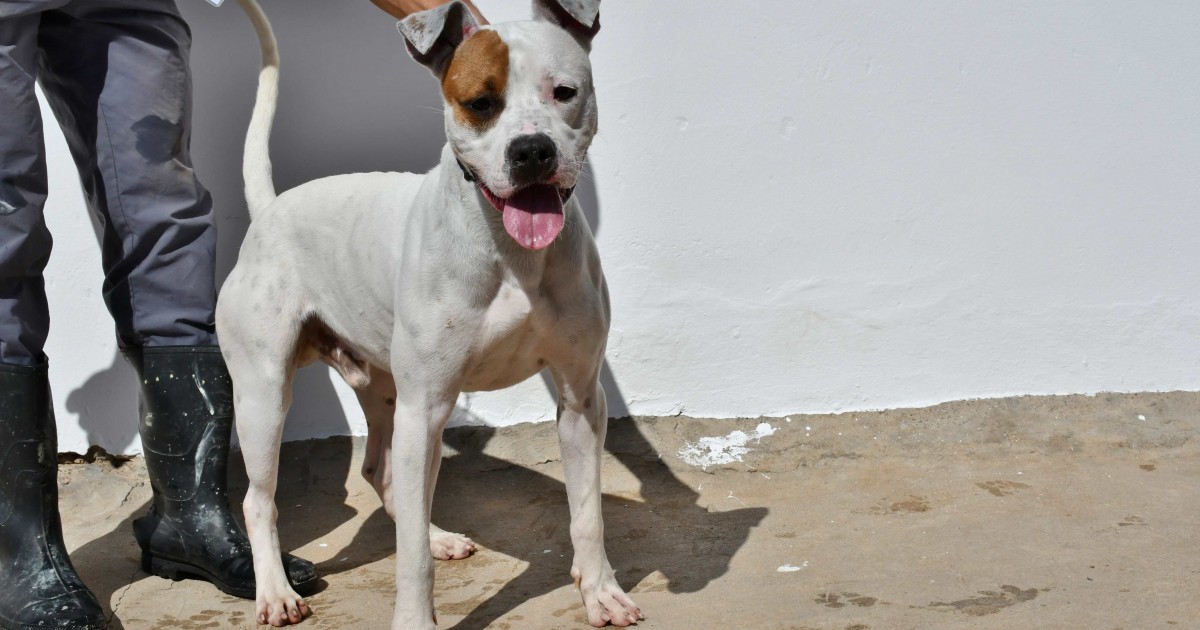 El Ayuntamiento de Mogán promueve la adopción de perros a través de su perfil en Facebook