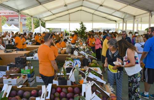 Mogán abre el plazo de inscripción para participar en la IV Feria  del Mango y Aguacate de Verano