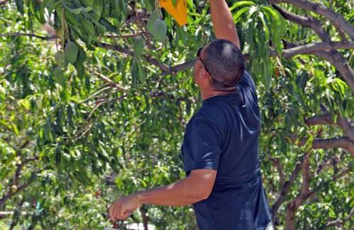 Mogán lanza la quinta campaña  contra la mosca de la fruta