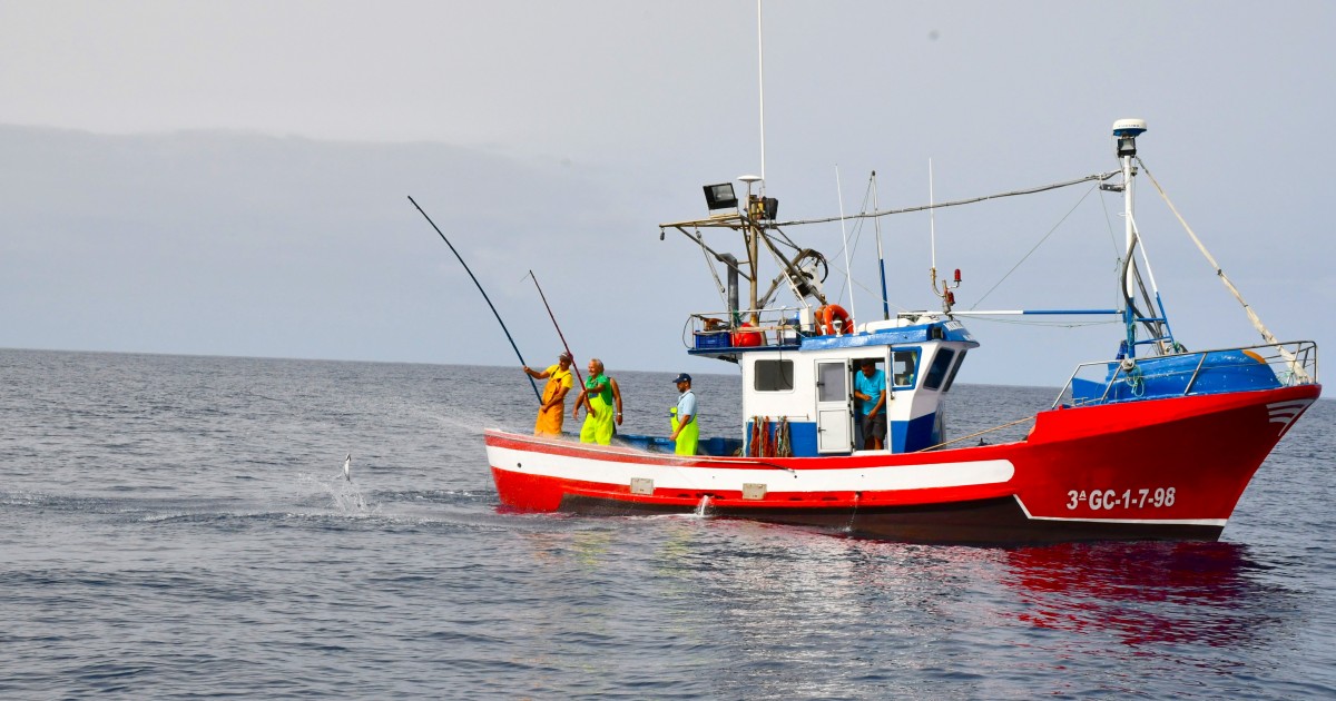 El Ayuntamiento de Mogán organiza una excursión marítima para observar la pesca del atún
