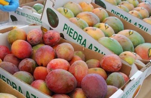 Mogán facilita el trámite de la solicitud para la campaña ‘Control de la mosca de la fruta en el mango y frutales de hueso’ del Cabildo