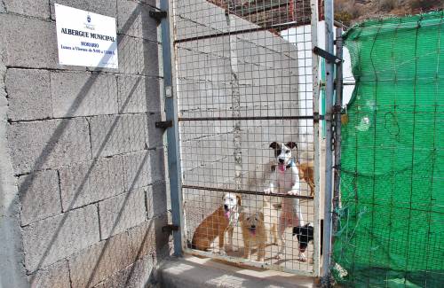 El Ayuntamiento de Mogán se adhiere a la Red Canaria de Animales sin Hogar