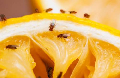 Mogán reparte a 70 pequeños agricultores mosqueros en la campaña del control de la mosca de la fruta