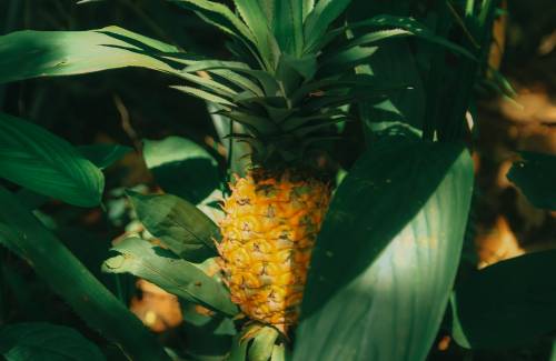Mogán entrega piña tropical para la segunda la campaña de este cultivo en el municipio