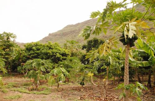 Mogán ha aumentado en 36 hectáreas su superficie de cultivos subtropicales en los dos últimos años