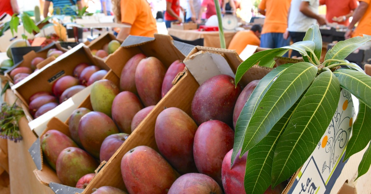La III Feria del Mango y Aguacate de Verano de Mogán se consolida con más de 5.000 asistentes