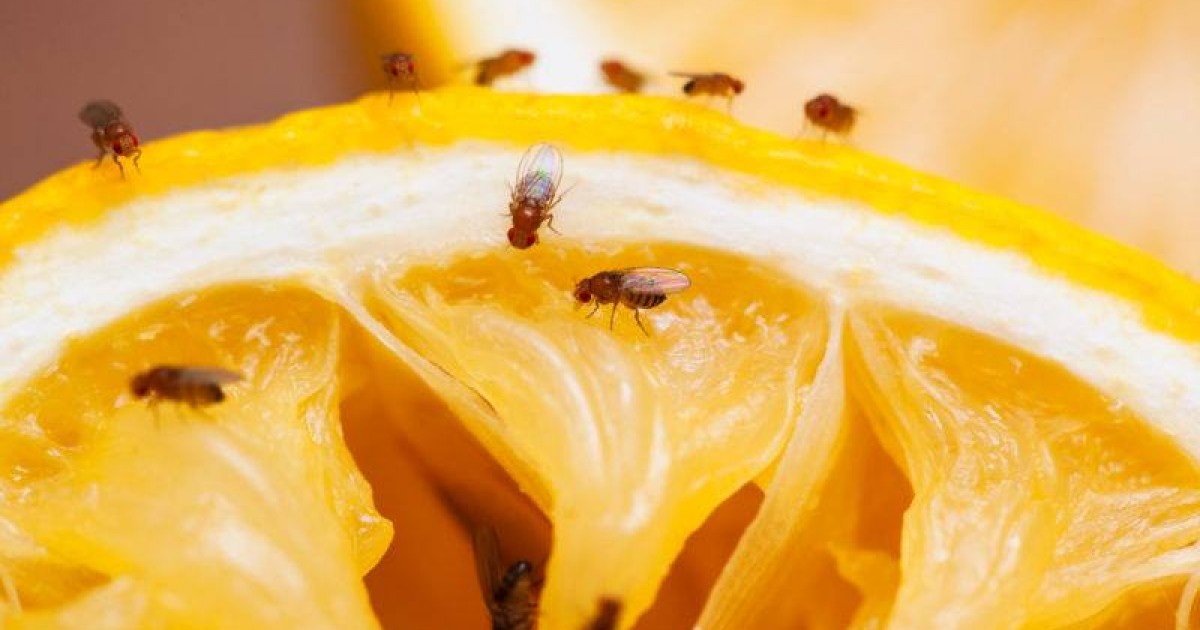 Mogán subvenciona mosqueros para la tercera campaña de control de la mosca de la fruta