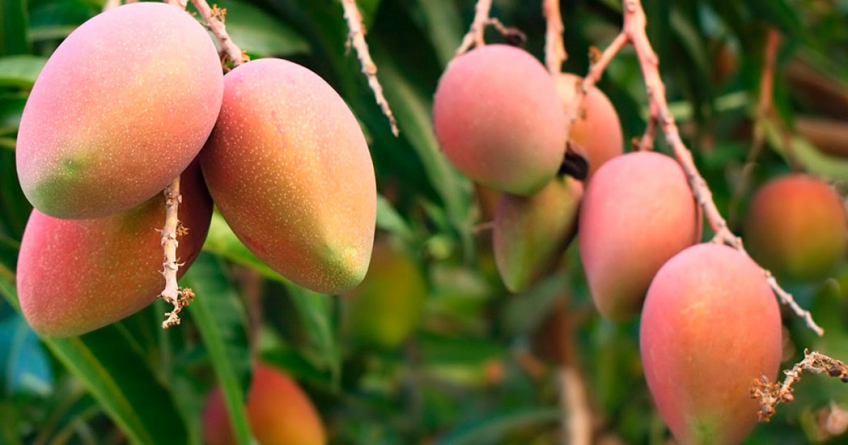 cuenca equilibrar tipo Mogán celebrará un curso sobre poda e injerto del Mango